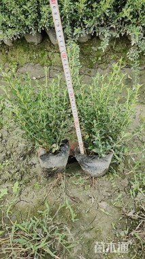 高度25厘米金边六月雪