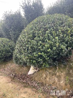 冠幅200厘米茶梅球