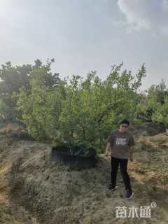 高度300厘米果石榴