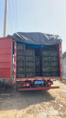 高度50厘米柳枝稷