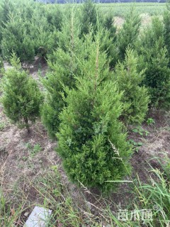 高度100厘米桧柏