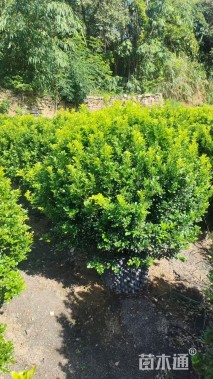 高度200厘米米兰球