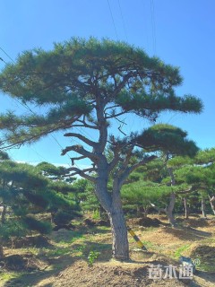 30公分造型黑松