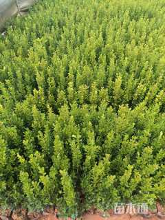 高度20厘米大叶黄杨