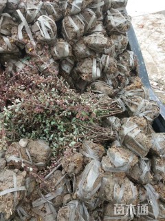 高度40厘米紫叶小檗