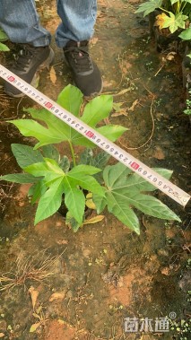 高度20厘米八角金盘