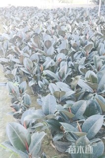 高度30厘米黑金刚橡皮树