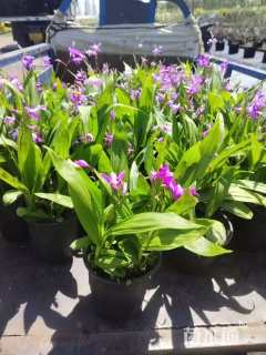 高度15厘米白芨