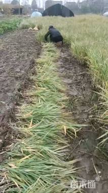 高度60厘米花叶芦竹