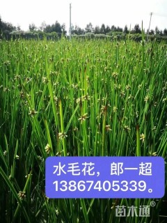 高度60厘米水毛花