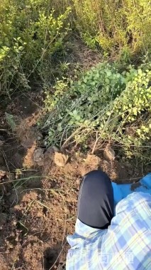 高度60厘米丁香