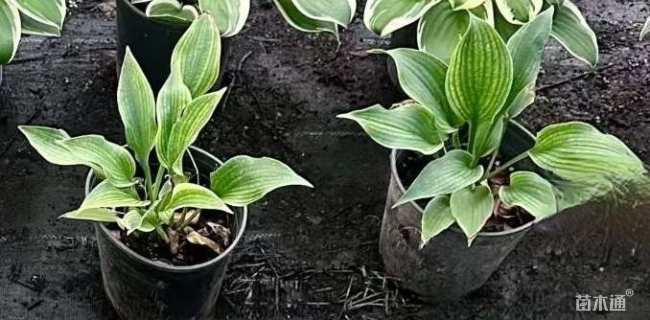 高度15厘米玉簪