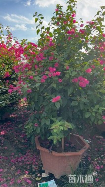 高度150厘米红花三角梅