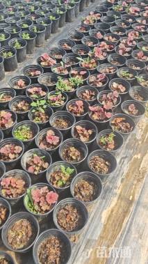 高度20厘米矾根