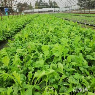 高度35厘米虞美人