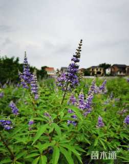 高度80厘米穗花牡荆