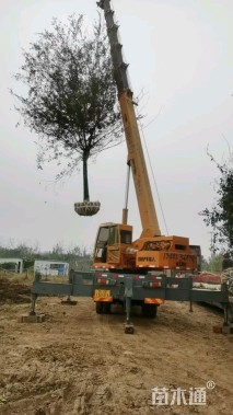 9公分高杆阳光樱