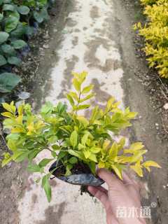 高度21厘米金叶假连翘