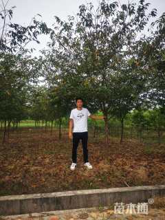 10公分牡丹樱花