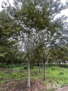 23公分榉树