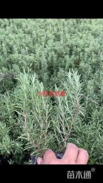 高度15厘米迷迭香