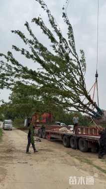 15公分丛生朴树