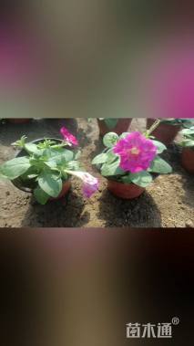 高度10厘米长春花