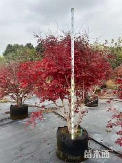 高度150厘米丛生日本红枫