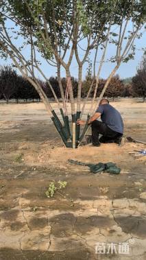 高度500厘米丛生元宝枫