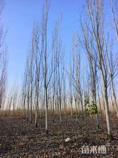 12公分毛白杨