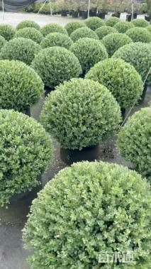 容器苗完美冬青球