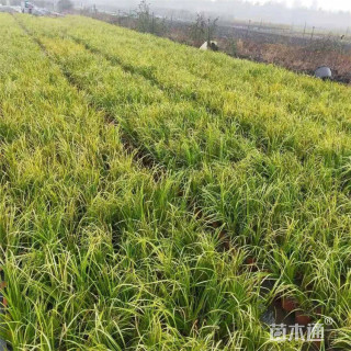 高度30厘米金线菖蒲