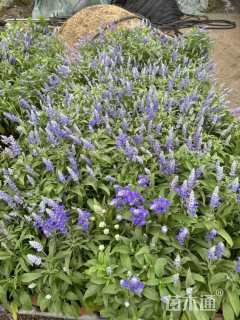 高度20厘米鼠尾草