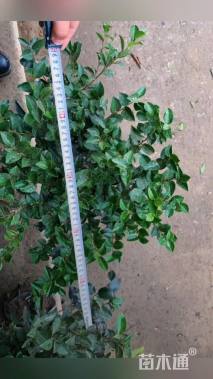 冠幅50厘米茶梅球