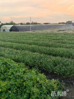 高度15厘米麦冬