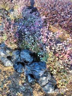 高度40厘米红花继木