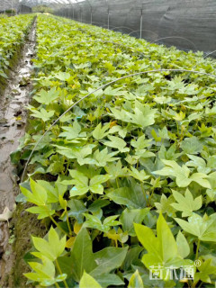主蔓长40厘米熊掌木