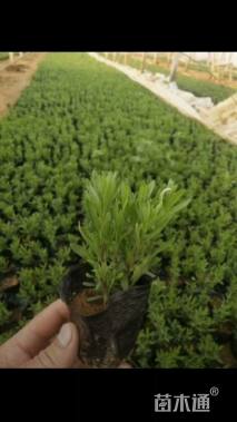 高度30厘米薰衣草