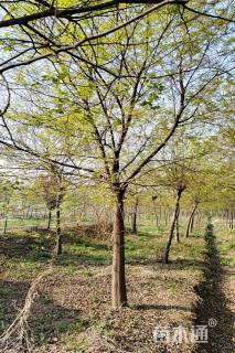 25公分朴树