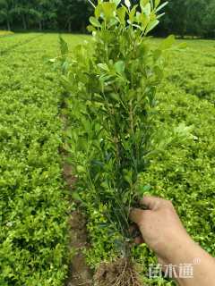 0.5公分小叶冬青