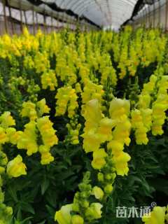 高度25厘米金鱼草