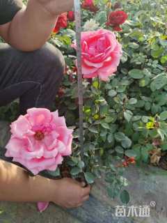 高度40厘米大花月季