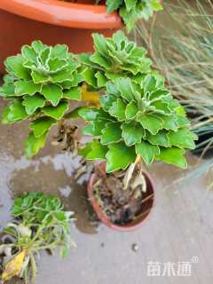 高度15厘米亚菊