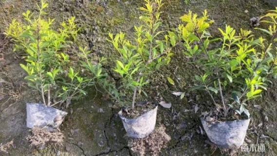 高度30厘米黄金枸骨