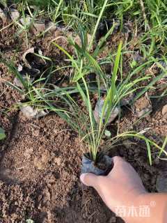 高度20厘米麦冬