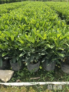 高度40厘米非洲茉莉