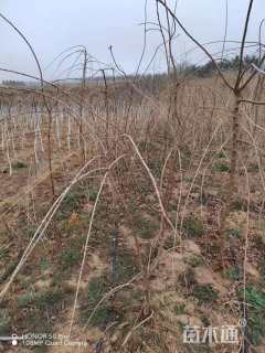 1公分八重红垂枝樱