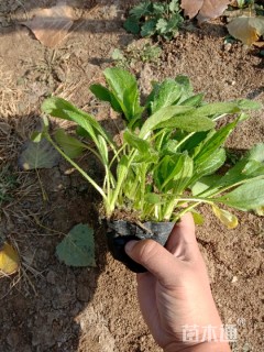 高度20厘米黑心菊