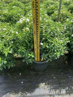 高度30厘米珍珠狗牙花