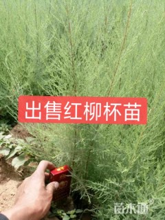 高度40厘米柽柳